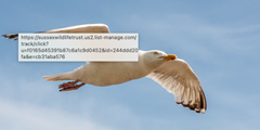 seagullpng