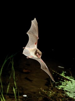 batjpeg