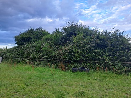 Tote Copse before clearance