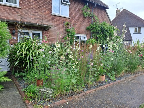 Ivy Lane 1